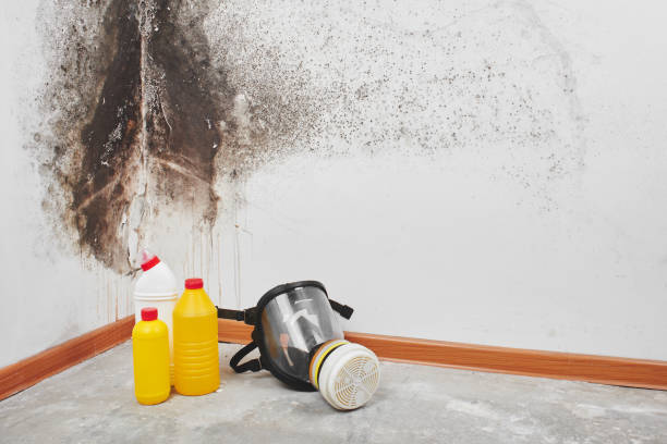 Best Mold Removal Company Near Me  in Bellevue, OH