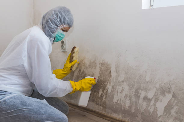 Best Mold Cleaning Services  in Bellevue, OH