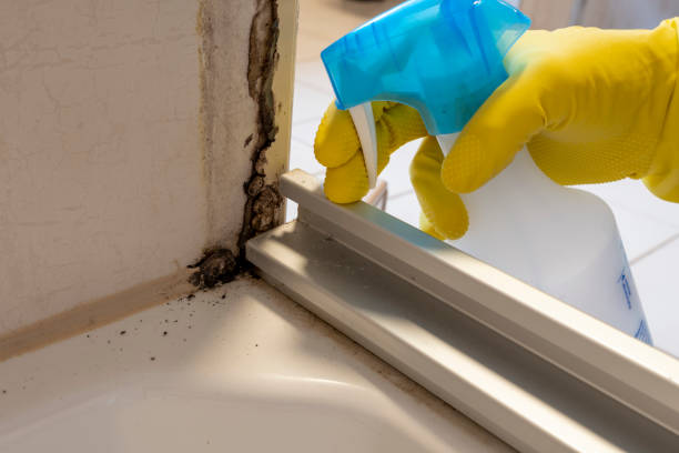 Best Residential Mold Removal  in Bellevue, OH