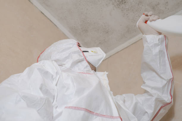 Best Mold Remediation  in Bellevue, OH