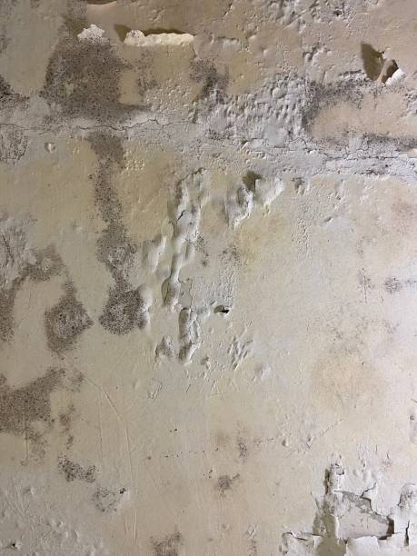 Best Professional Mold Removal  in Bellevue, OH