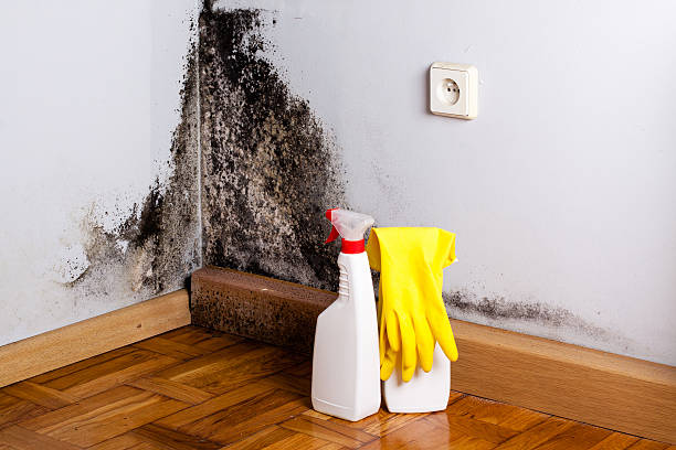 Best Toxic Mold Removal  in Bellevue, OH