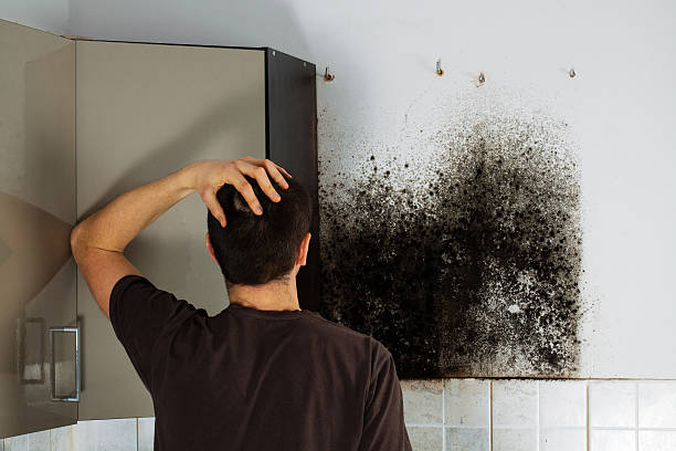 Best Attic Mold Removal  in Bellevue, OH