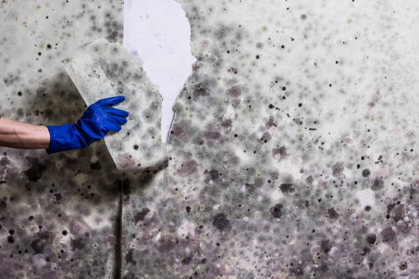 Best Mold Remediation Experts  in Bellevue, OH